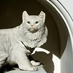 Отель Gatto Bianco Капри
