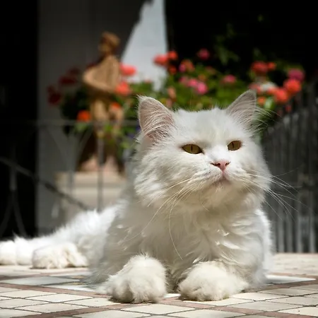 Gatto Bianco