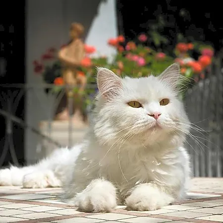 Gatto Bianco 4* קאפרי