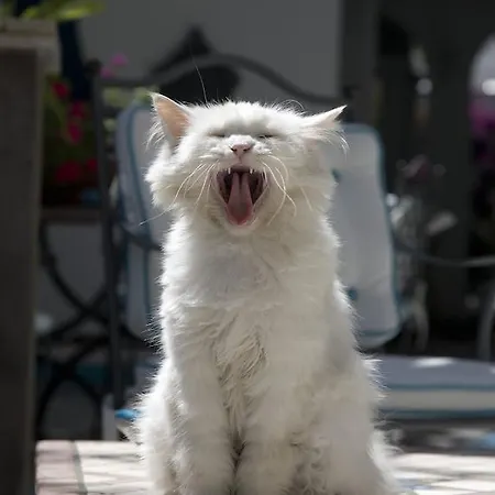 Gatto Bianco