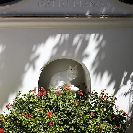 Gatto Bianco מלון 4*