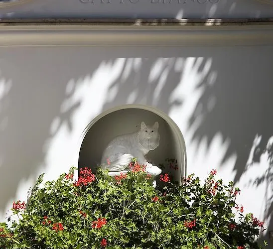 Gatto Bianco מלון 4*